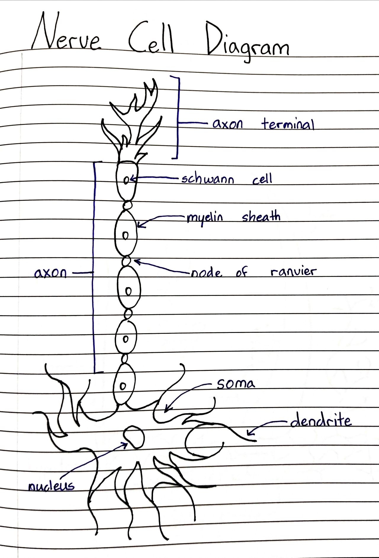 Nerve Cell Diagram Nerve Cells Tumblr