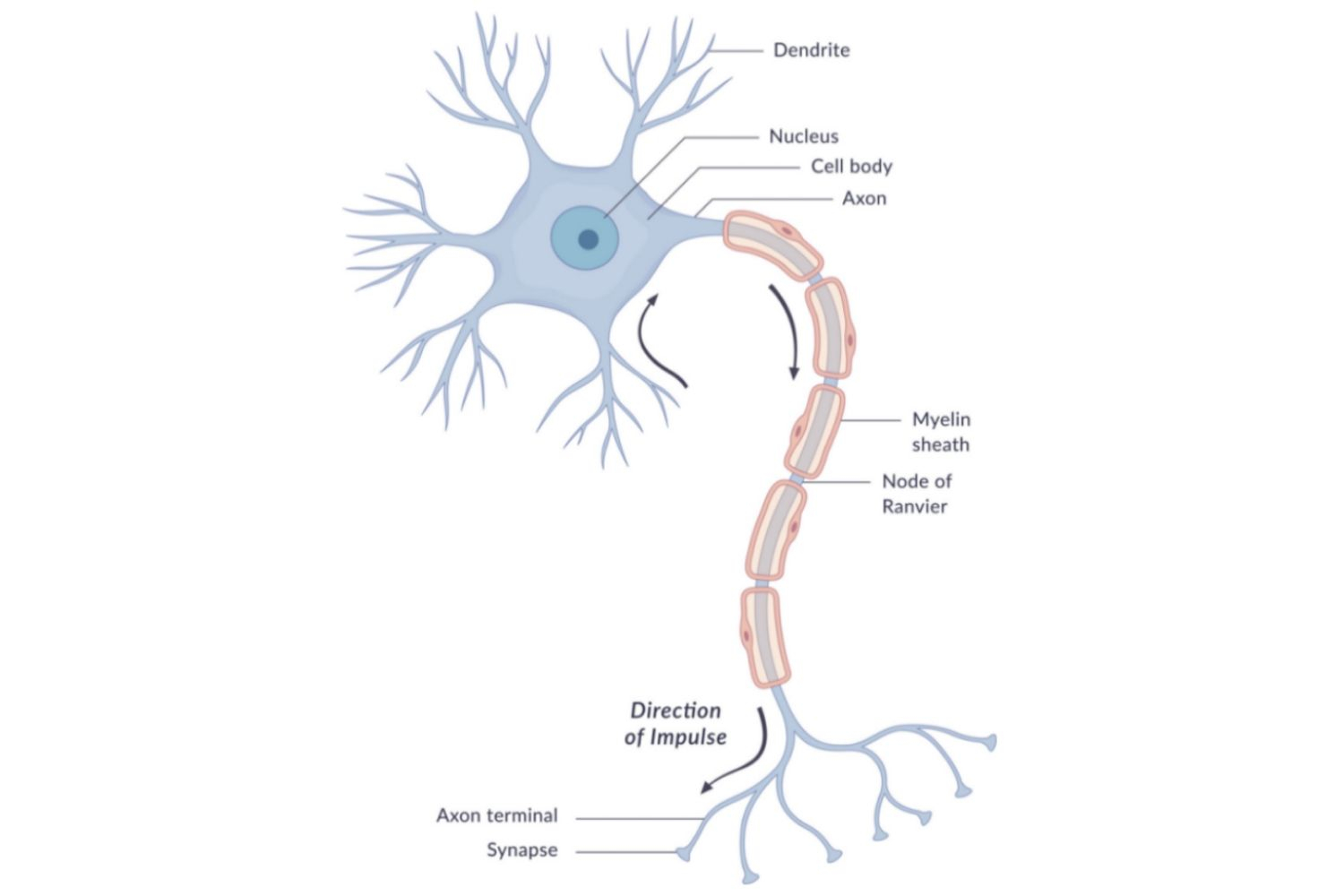 Nerve Cell Diagram Neuron Anatomy Nerve Impulses And Classifications