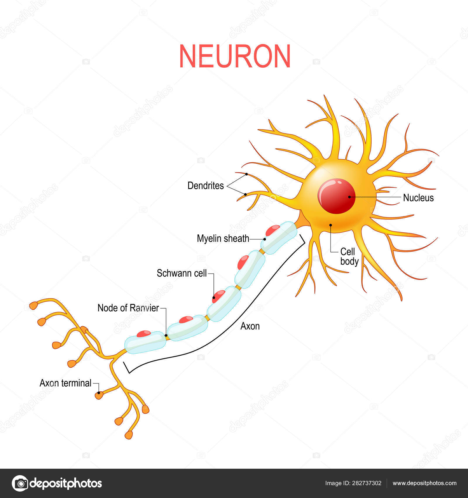Nerve Cell Diagram Neuron Anatomy Structure Of A Nerve Cell