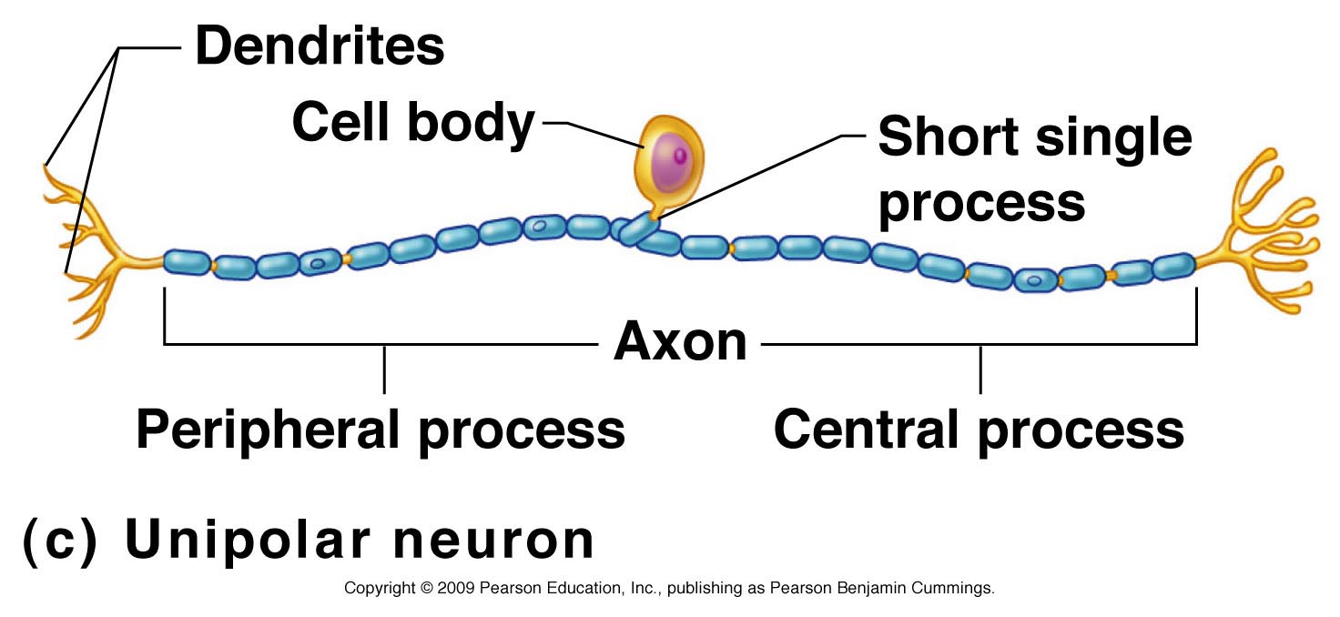 Nerve Cell Diagram Neuron Cell Body Diagram Happy Fl