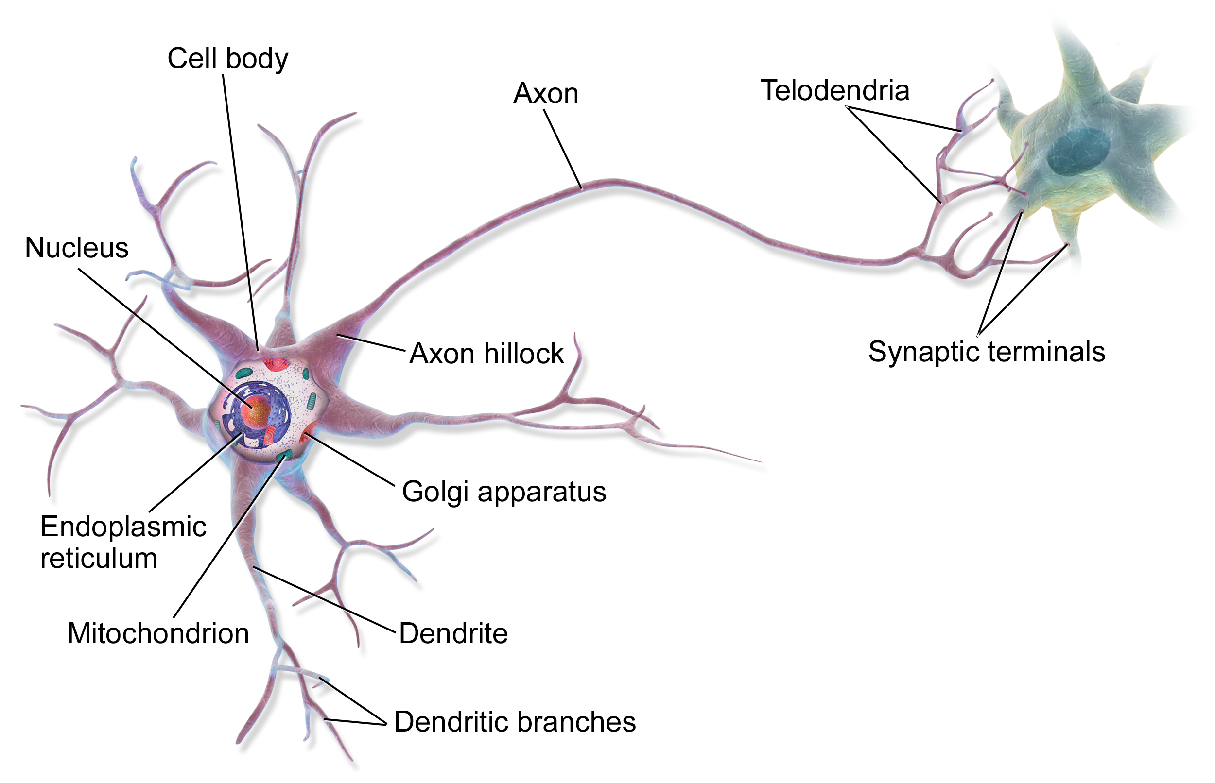Nerve Cell Diagram Neuron Wikipedia