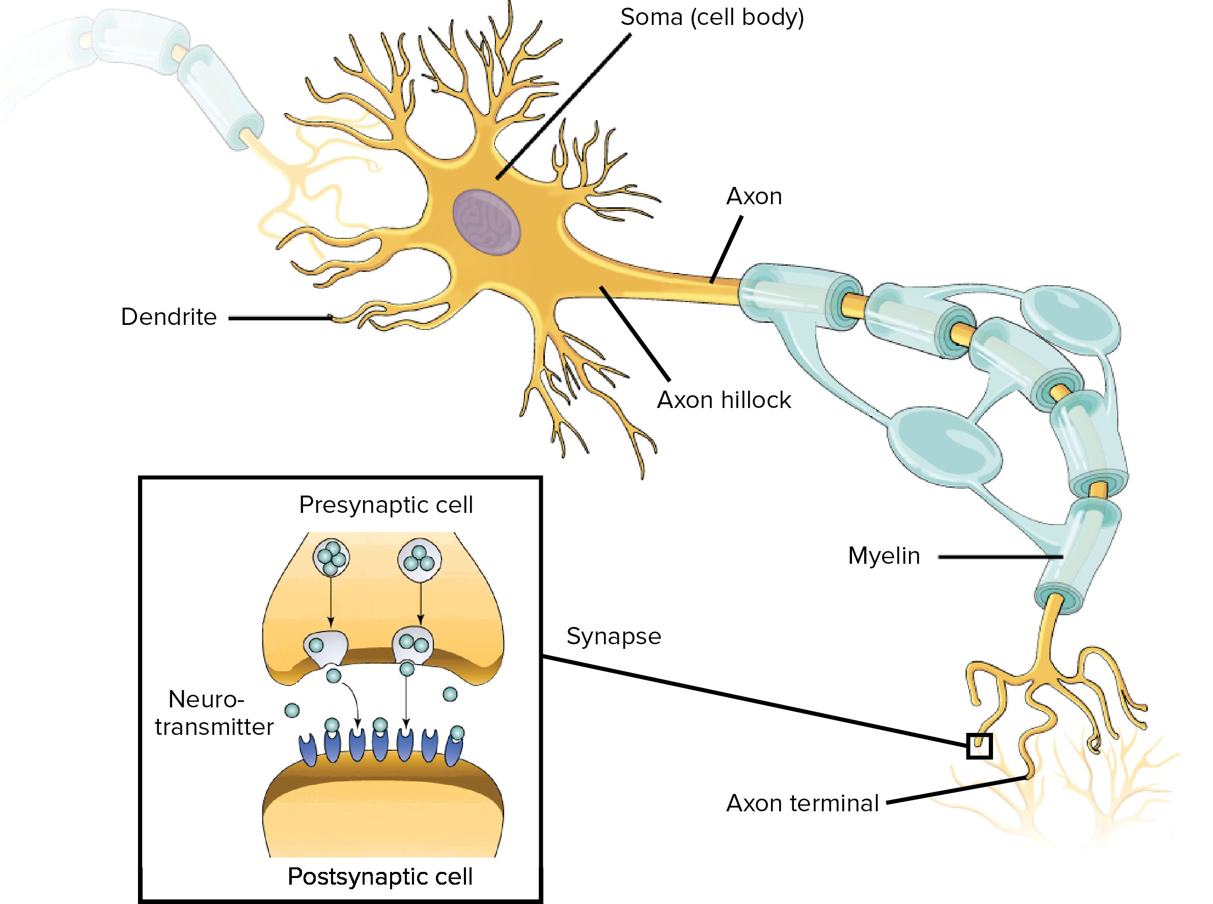 Nerve Cell Diagram Overview Of Neuron Structure And Function Article Khan Academy