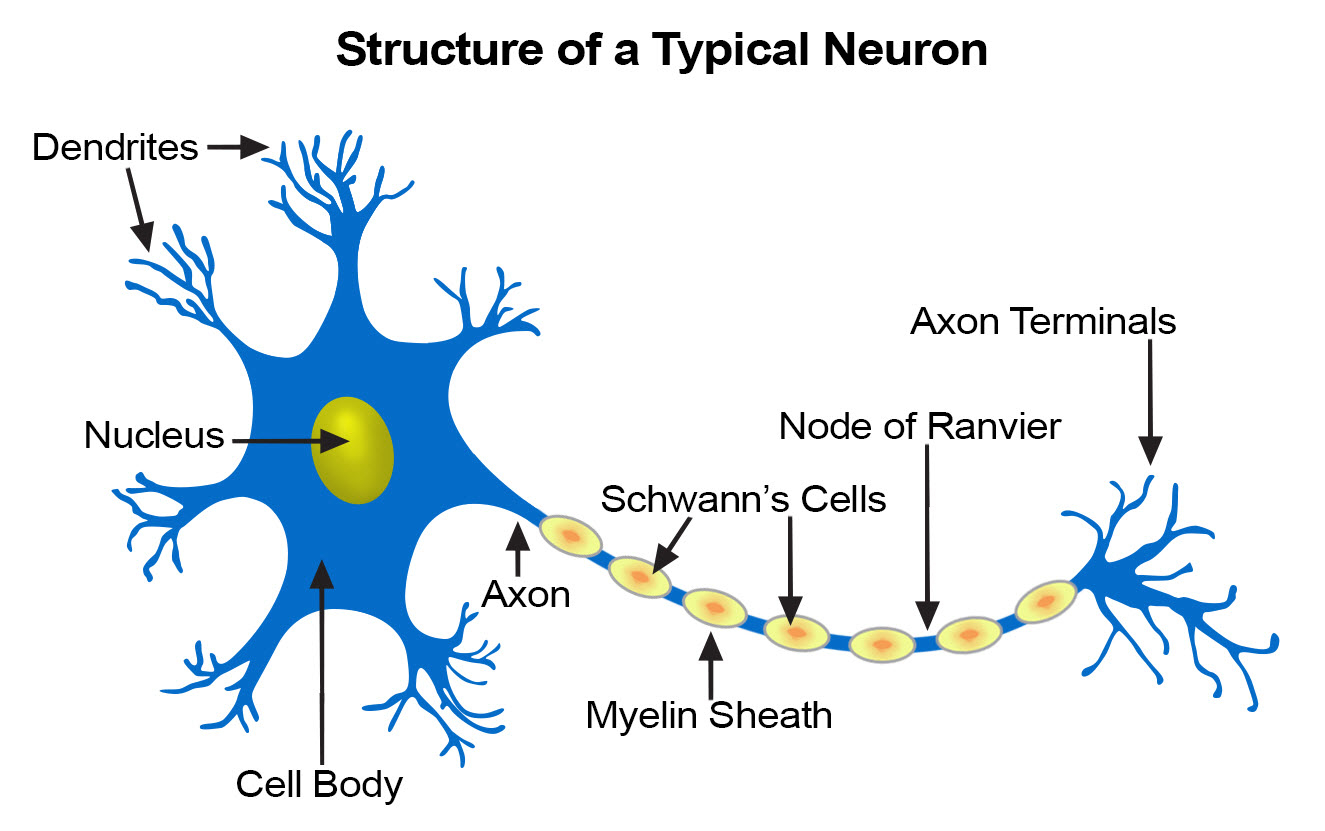 Nerve Cell Diagram Seer Training Nerve Tissue