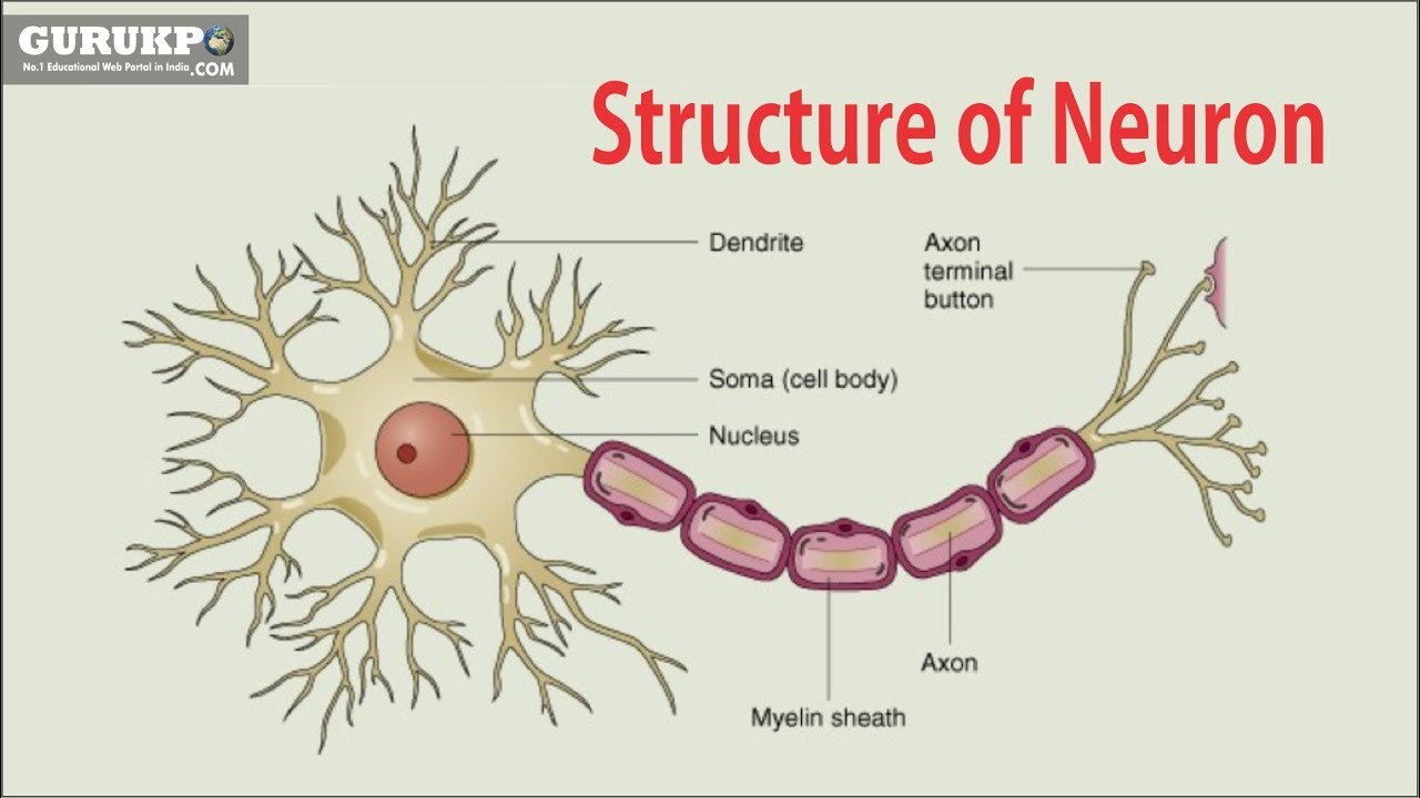 Nerve Cell Diagram Structure Of Neuron Bsc Msc Physiology Gurukpo