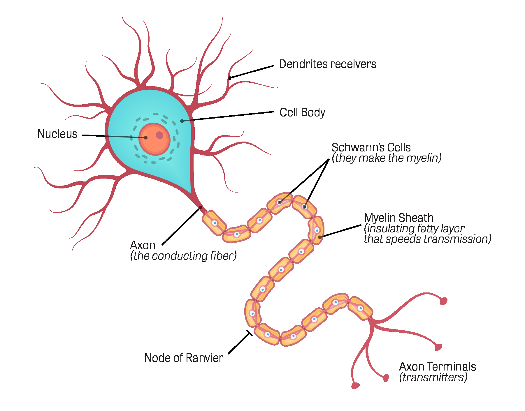 Nerve Cell Diagram Toxtutor Neurotoxicity
