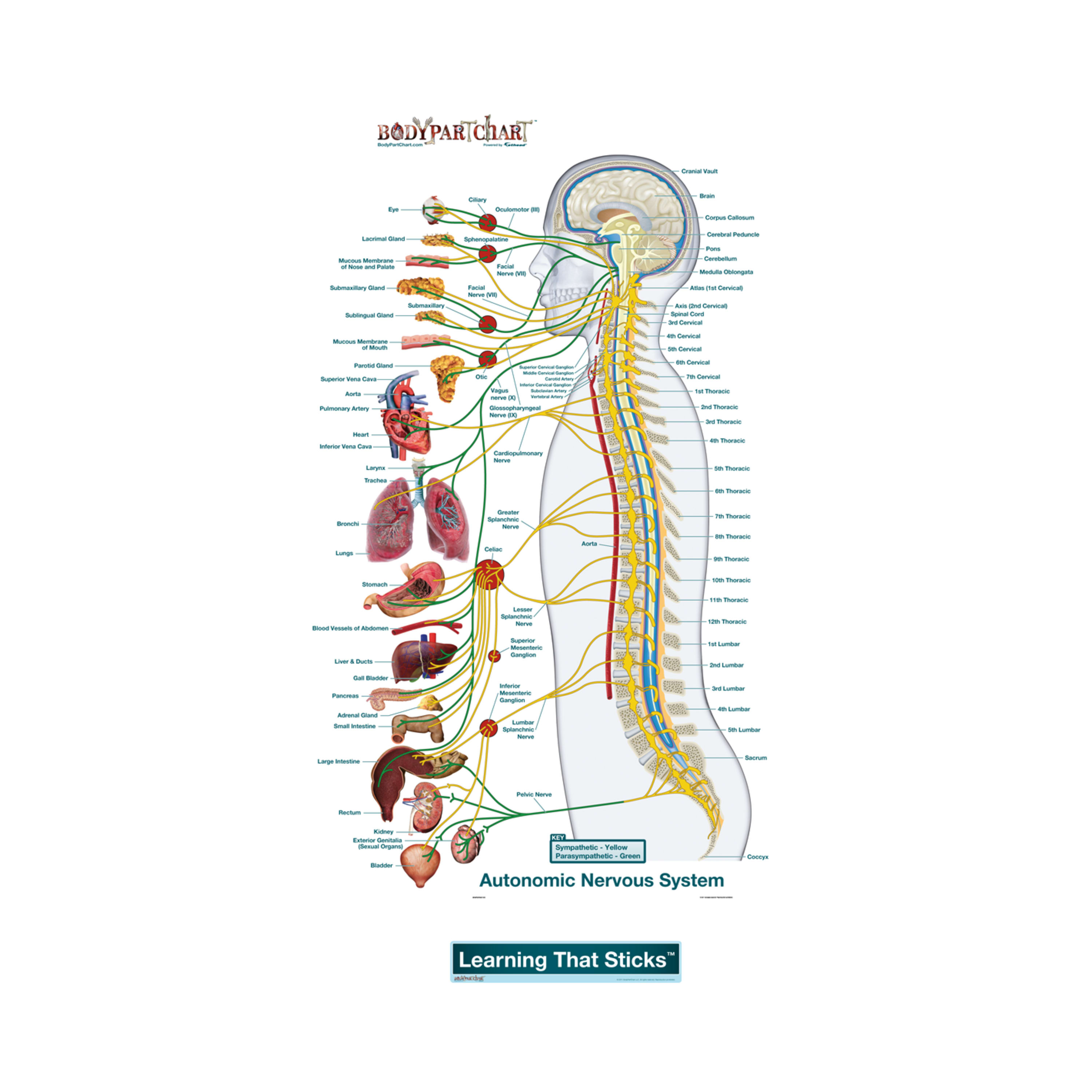 Nervous System Diagram Autonomic Nervous System Lateral Labeled Body Part Chart Removable Wall Graphic