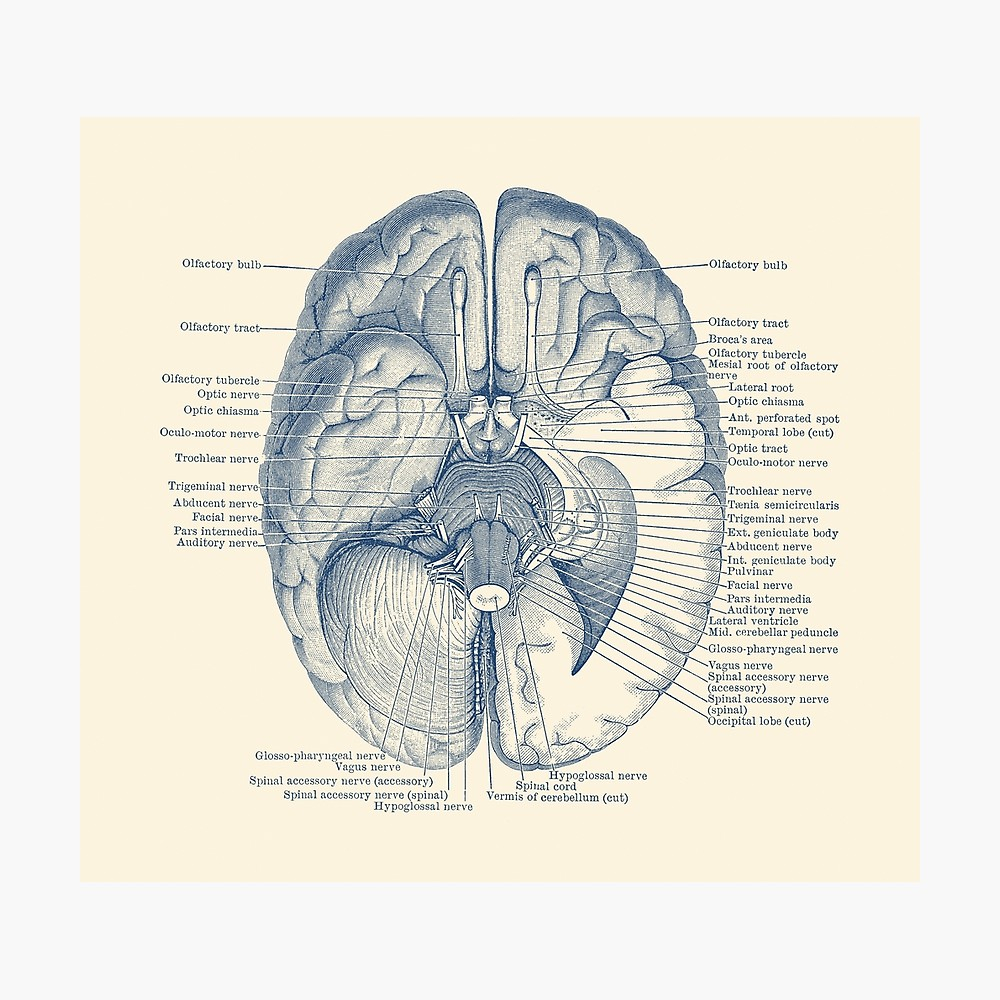 Nervous System Diagram Brain Nervous System Diagram Photographic Print