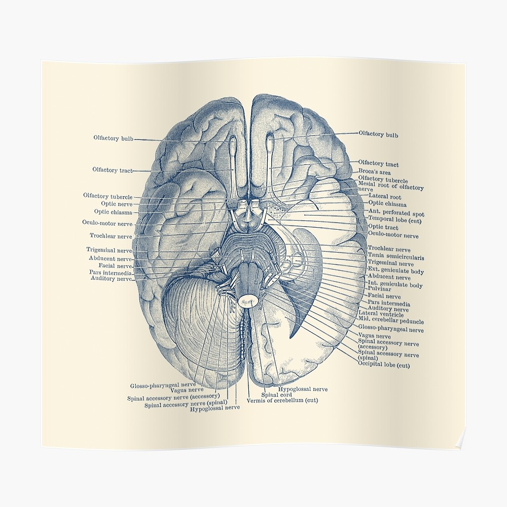 Nervous System Diagram Brain Nervous System Diagram Poster