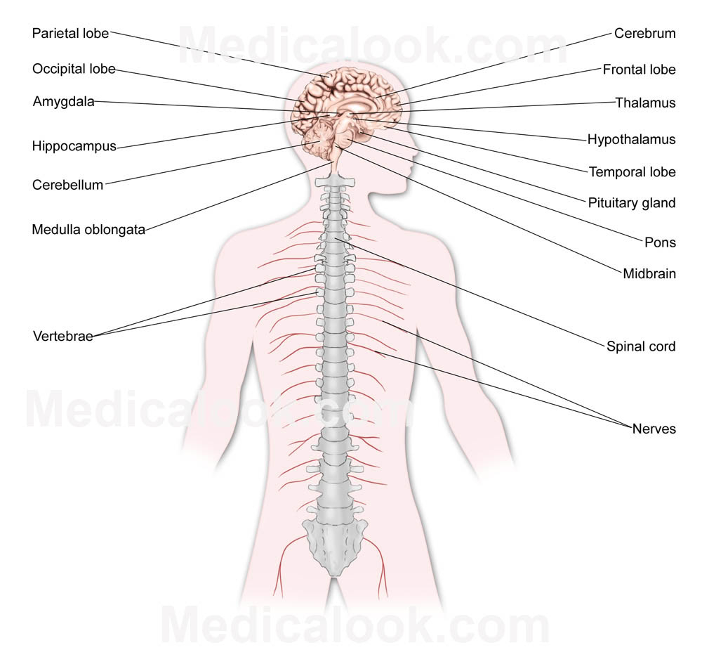 Nervous System Diagram Central Nervous System Human Anatomy