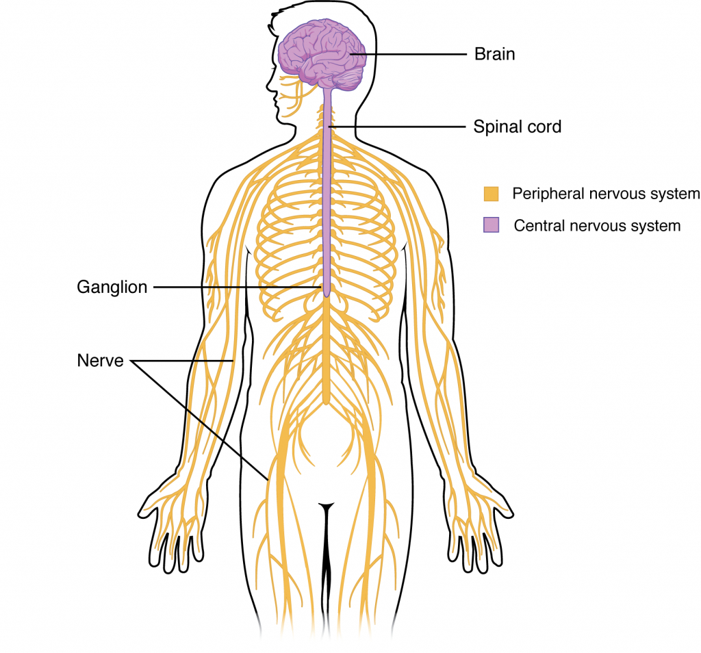 Nervous System Diagram Cshs Year 9 Nervous System Diagram Quizlet