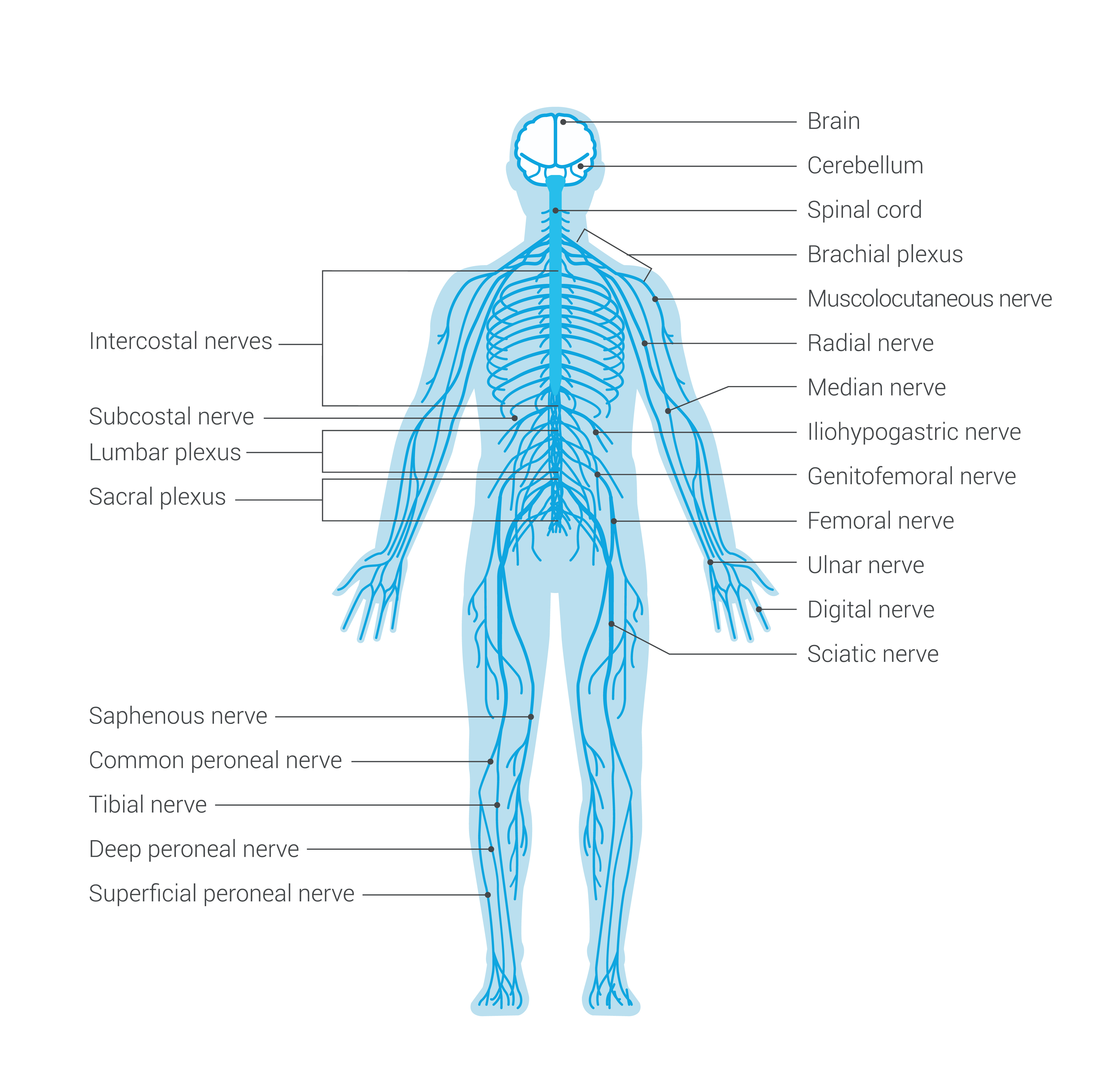 Nervous System Diagram Discover Life Chiropractic Nervous System Diagram Discover Life