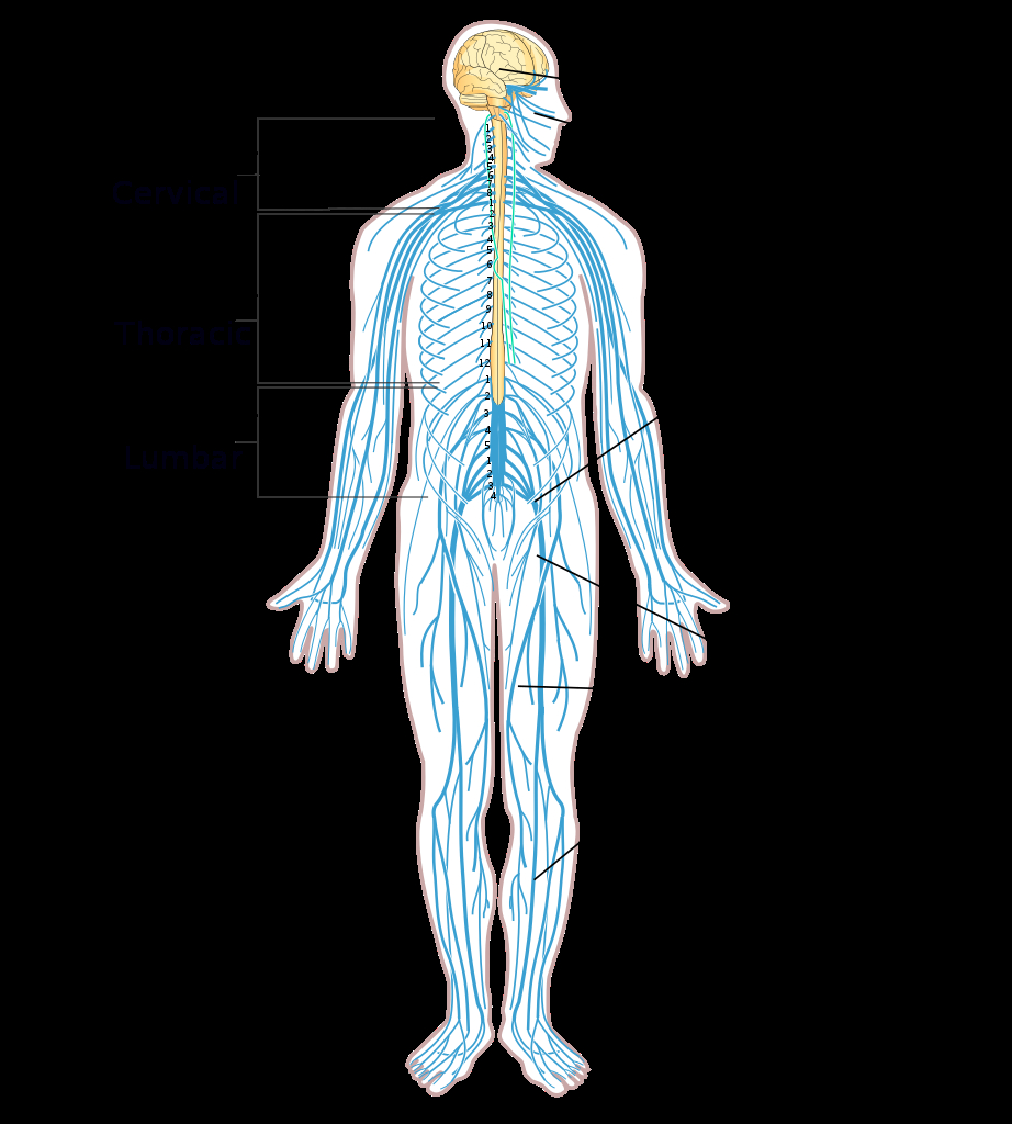 Nervous System Diagram Filenervous System Diagram Enkosvg Wikimedia Commons