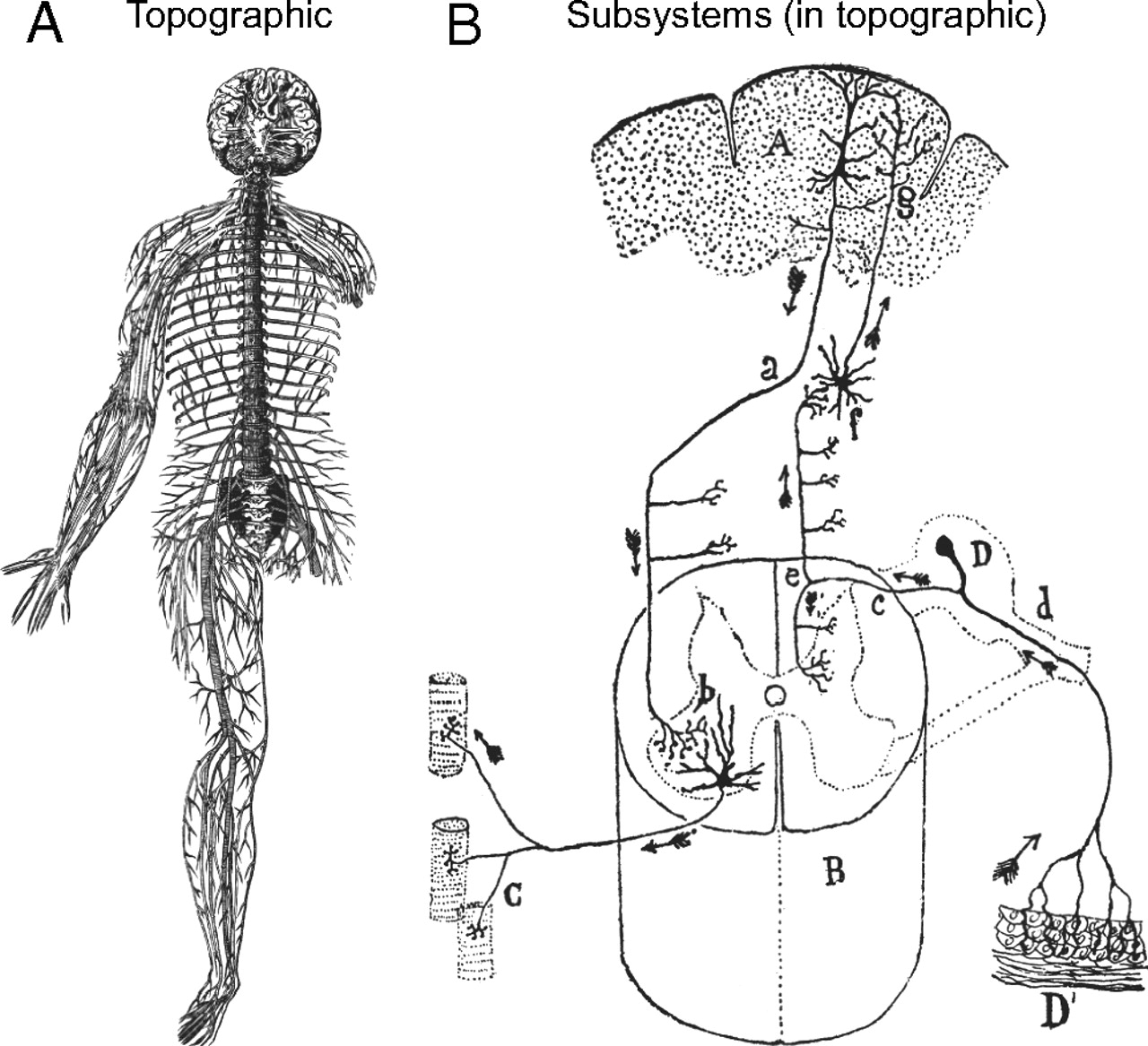 Nervous System Diagram Foundational Model Of Structural Connectivity In The Nervous System