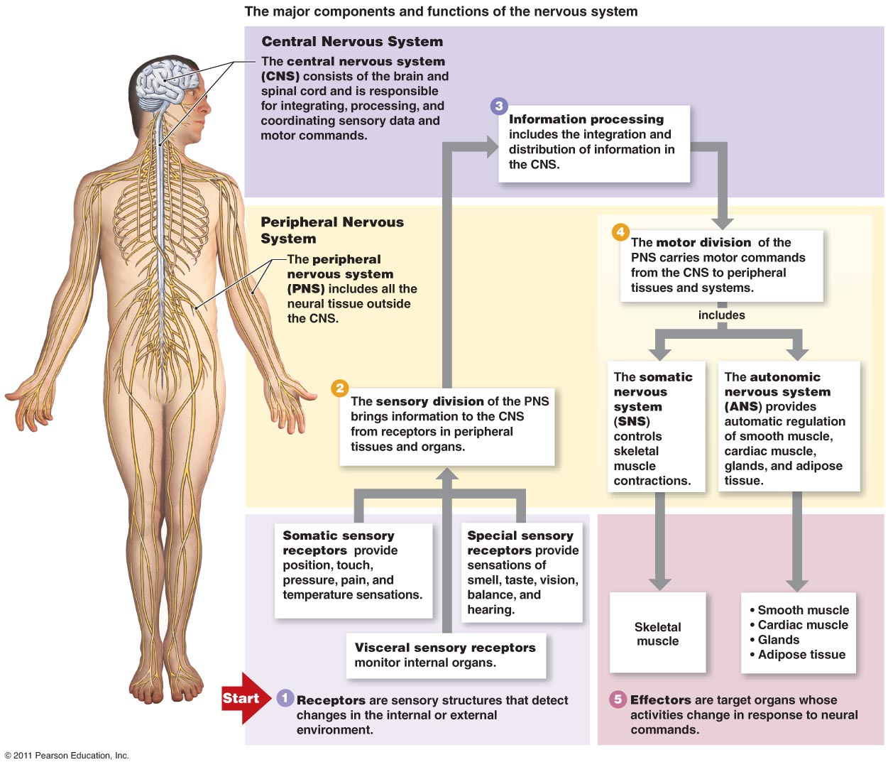 Nervous System Diagram Major Components And Function Of Nervous System