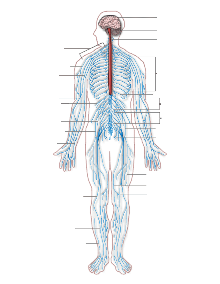 Nervous System Diagram Nervous System Diagram Blank Medicalanatomynervoussystem