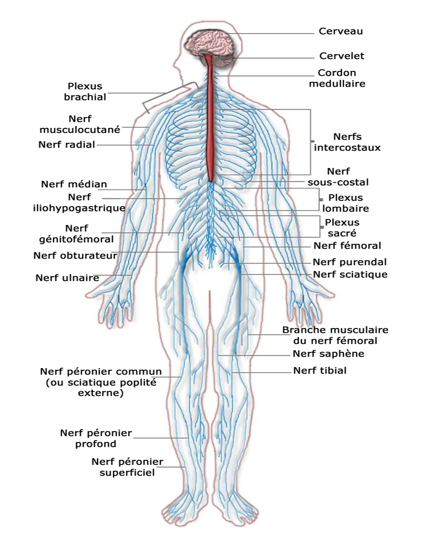 Nervous System Diagram Nervous System Diagram French Medicalanatomynervoussystem