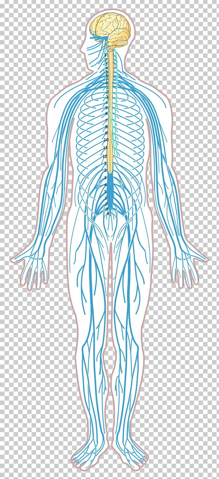 Nervous System Diagram Nervous System Disease Nerve Diagram Human Body Png Clipart