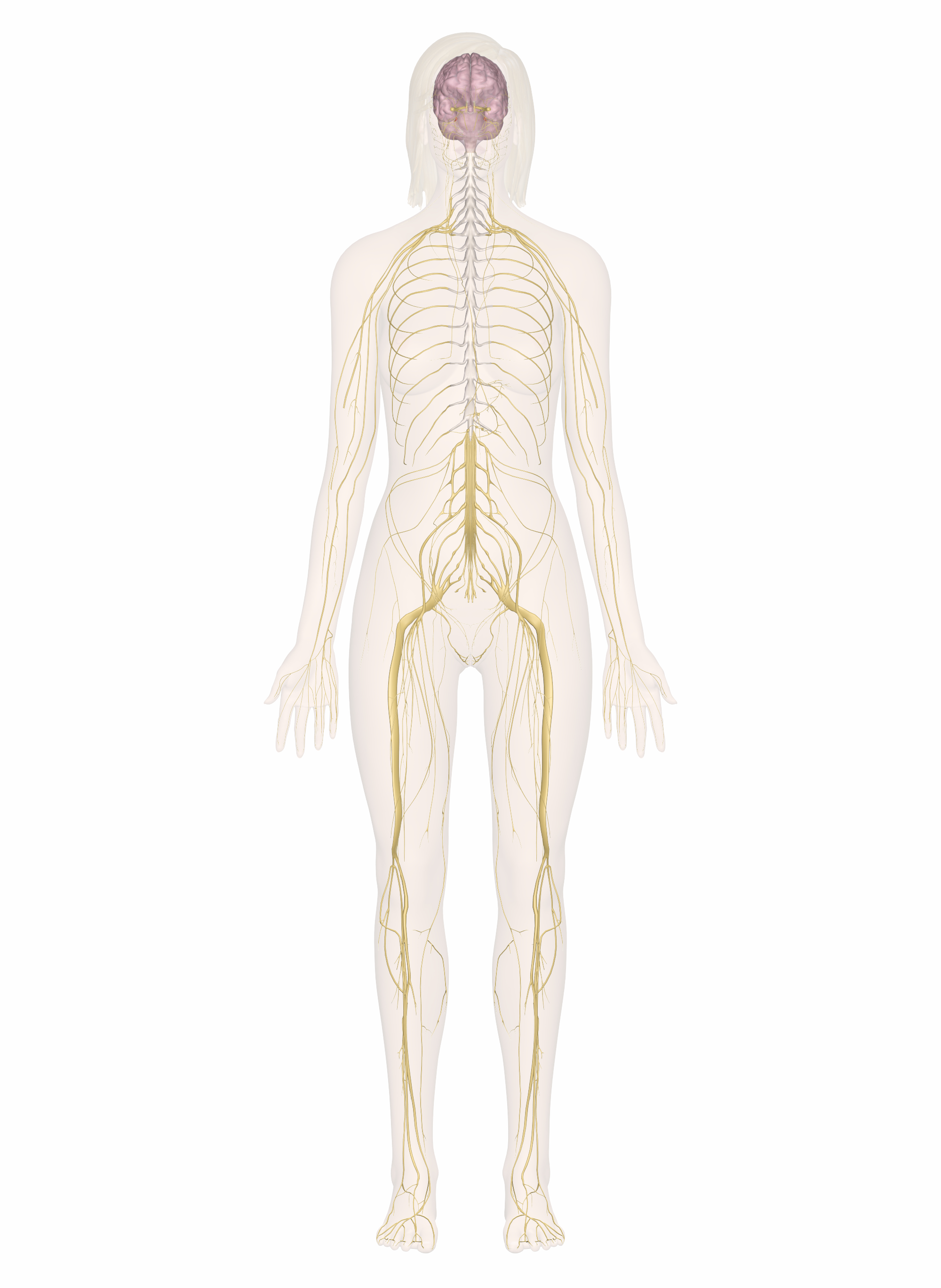 Nervous System Diagram Nervous System Explore The Nerves With Interactive Anatomy Pictures