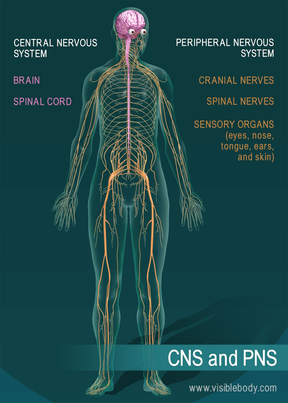 Nervous System Diagram Nervous System Overview