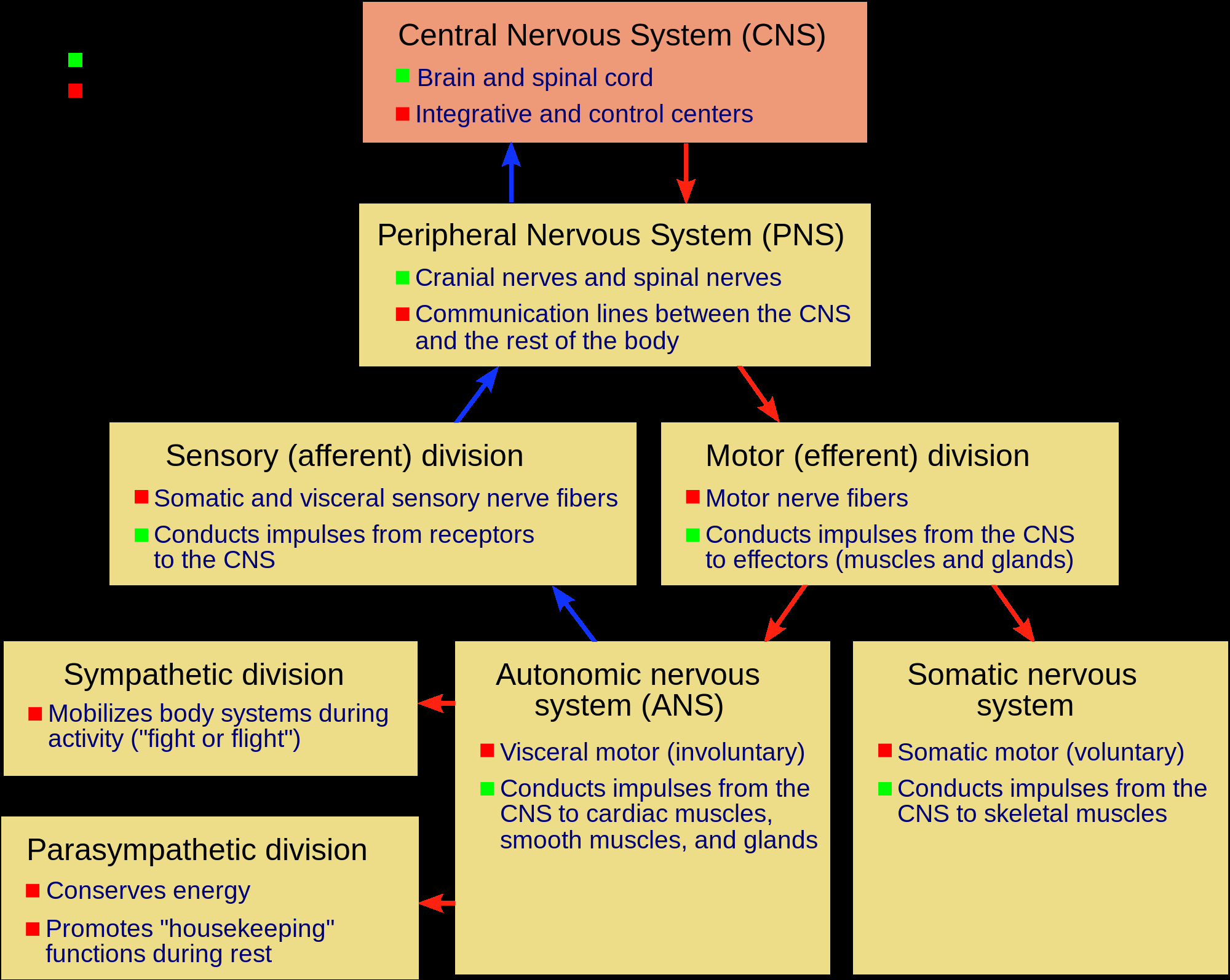 Nervous System Diagram Nervous System Wikipedia