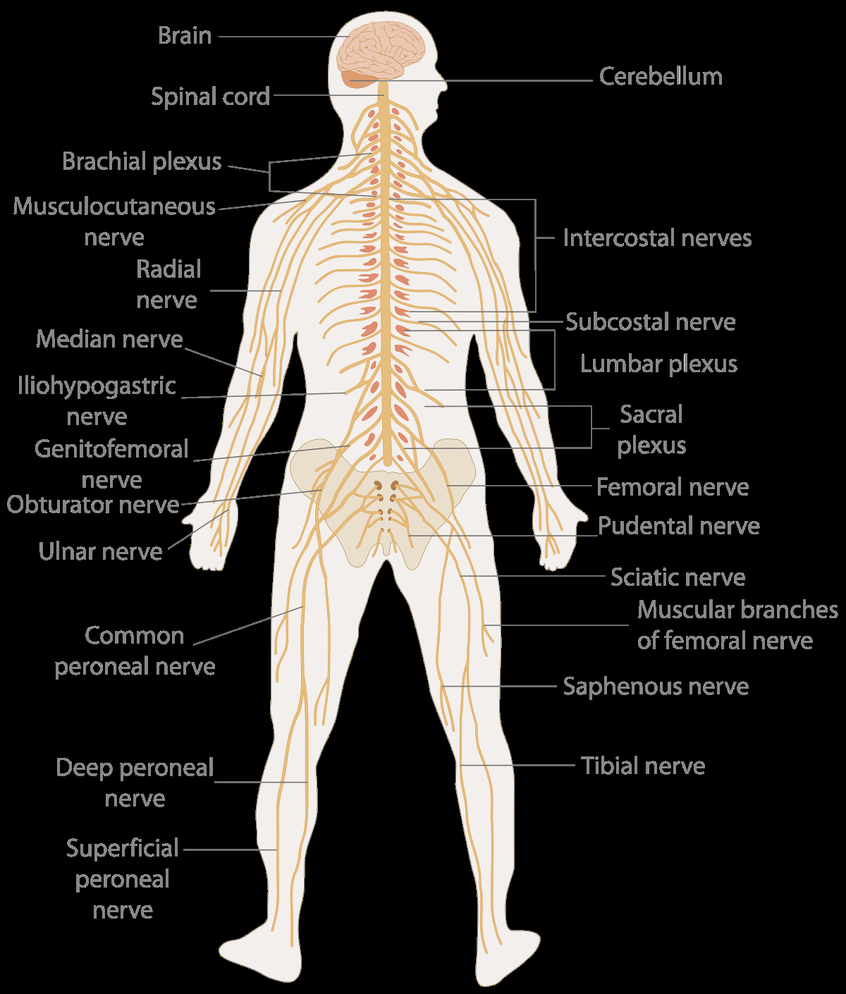 Nervous System Diagram Nervous System Wikipedia