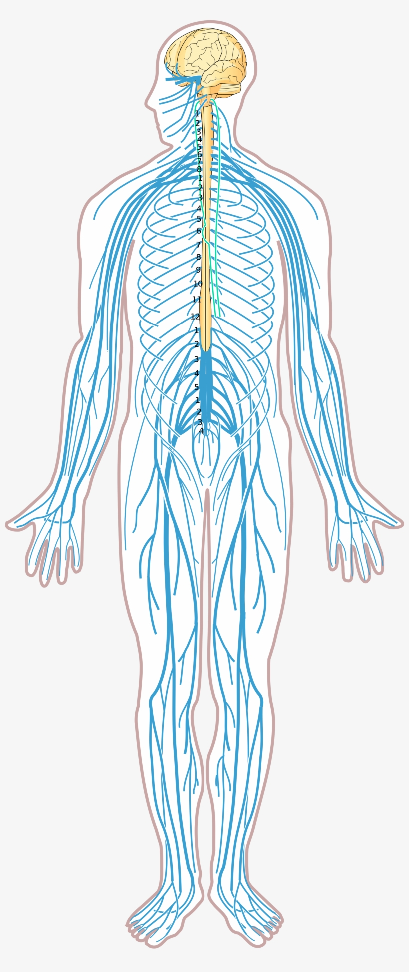 Nervous System Diagram - exatin.info