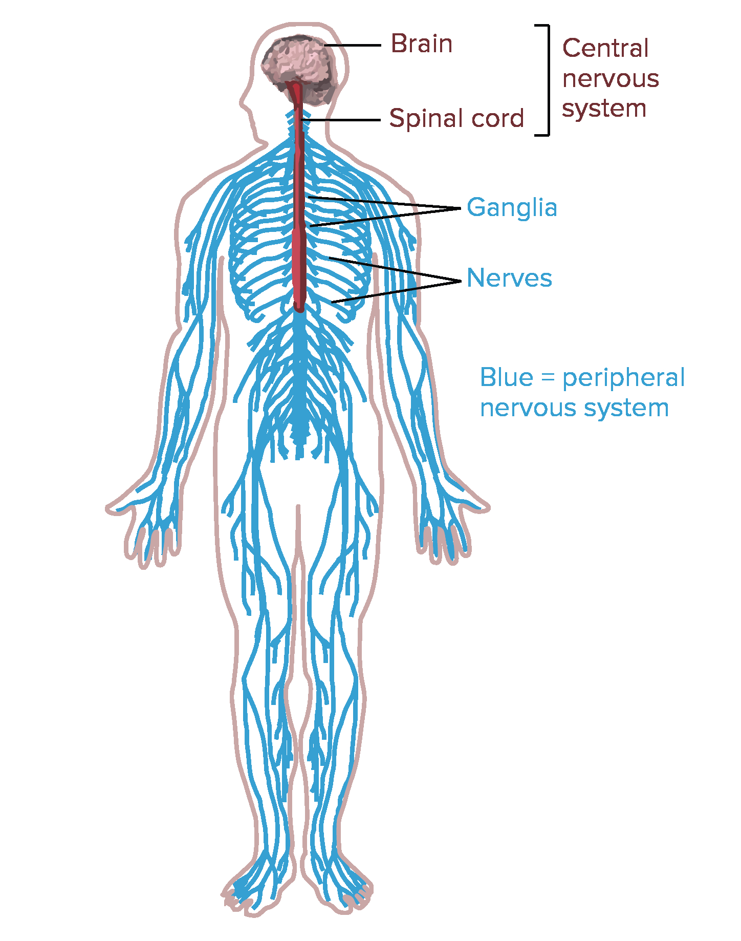 Nervous System Diagram Overview Of Neuron Structure And Function Article Khan Academy
