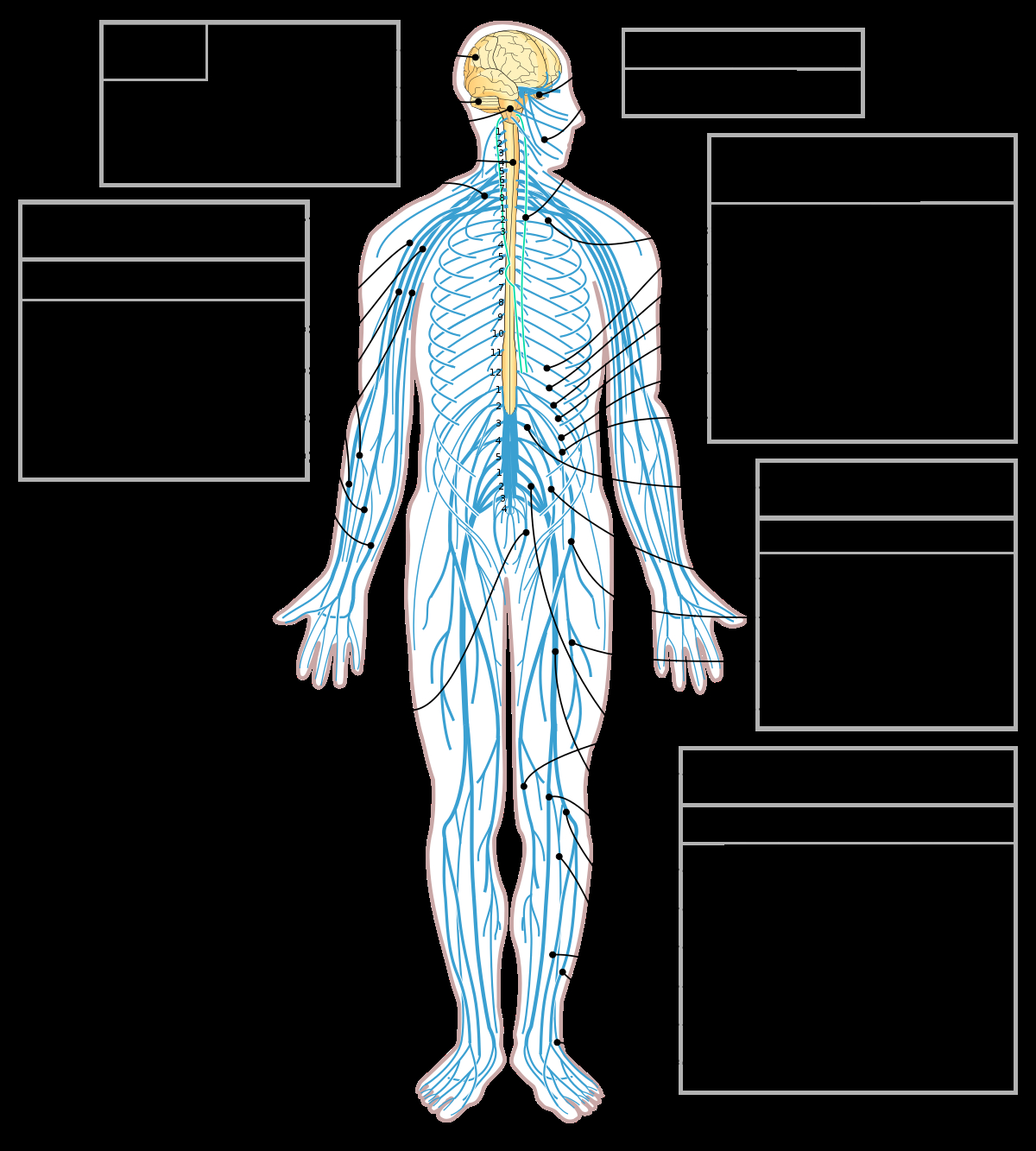 Nervous System Diagram Peripheral Nervous System Wikipedia
