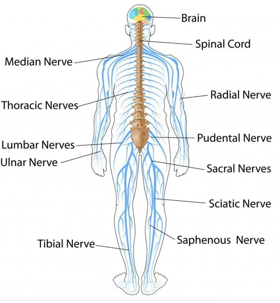 Nervous System Diagram Plz Give The Diagram Of Nervous System Brainlyin