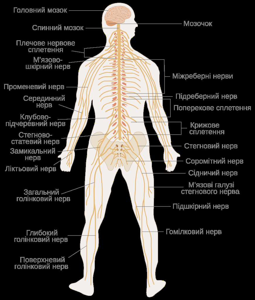 Nervous System Diagram Te Nervous System Diagram Uksvg