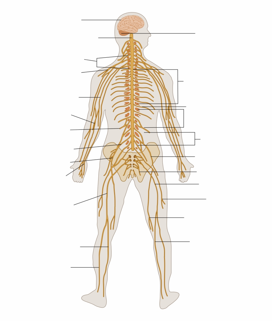 Nervous System Diagram Te Nervous System Diagram Unlabeled Nervous System Diagram