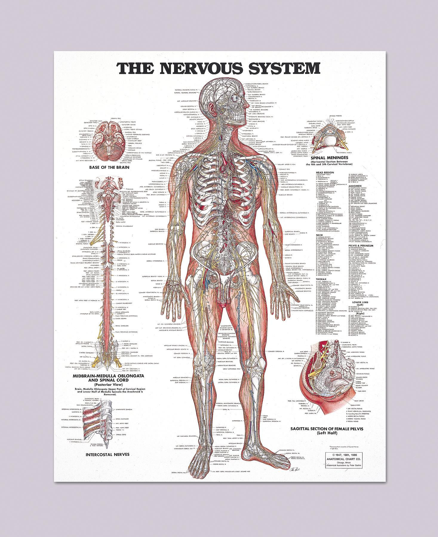 Nervous System Diagram The Anatomical Nervous System Detailed Diagram 20 Wide X 26 High