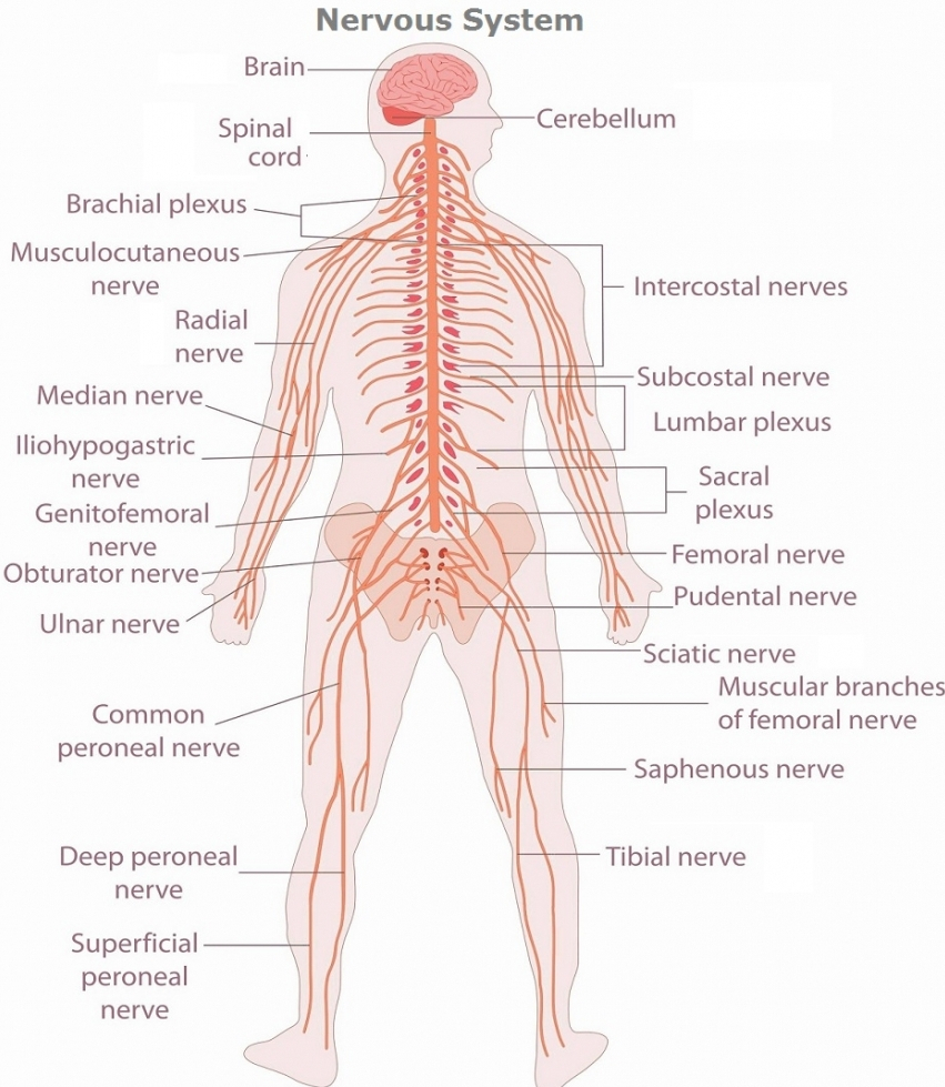 Nervous System Diagram The Many Functions Of Your Nervous System Drtroybuescher