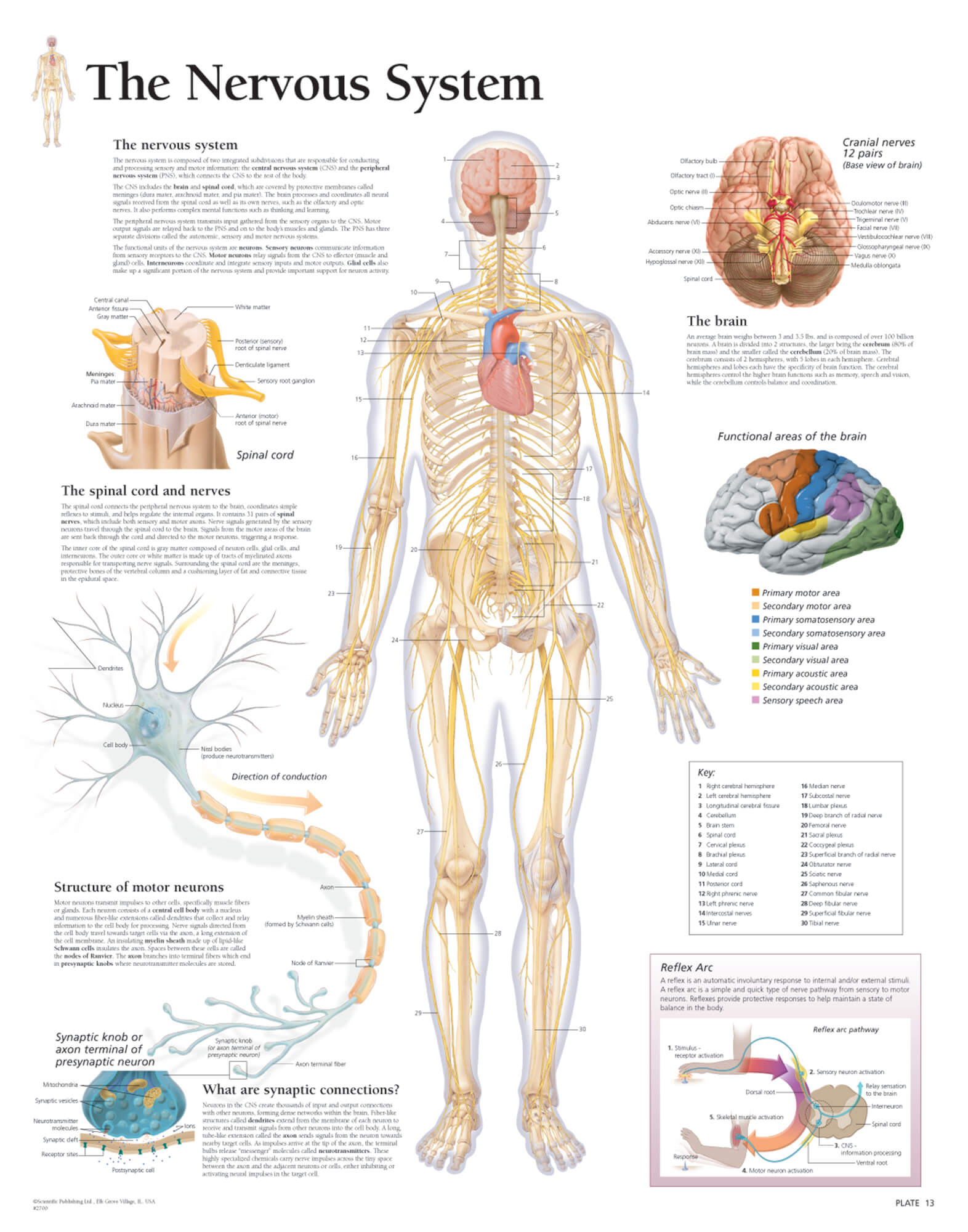 Nervous System Diagram The Nervous System