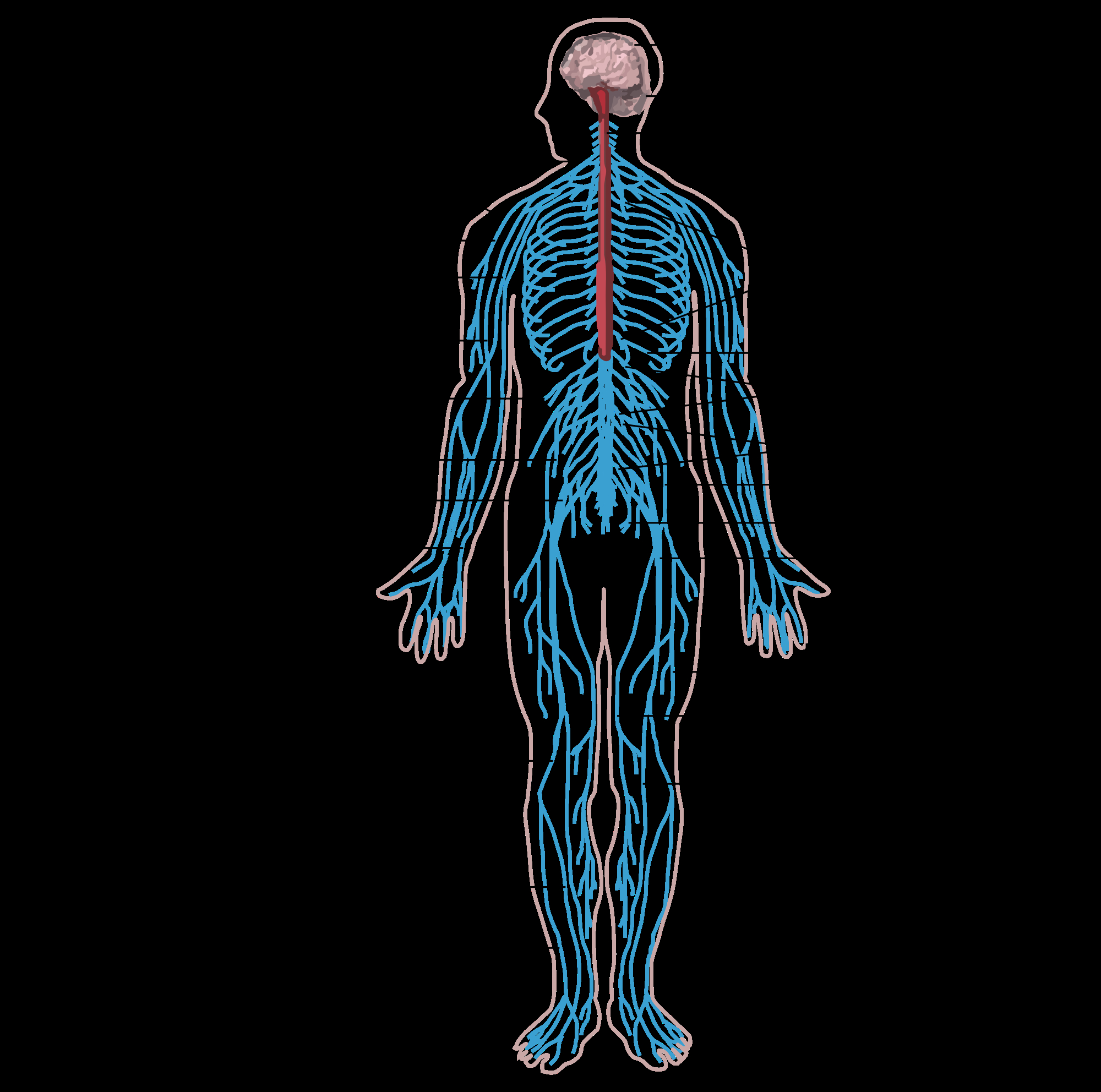 Nervous System Diagram What Structures Are Part Of The Peripheral Nervous System Socratic