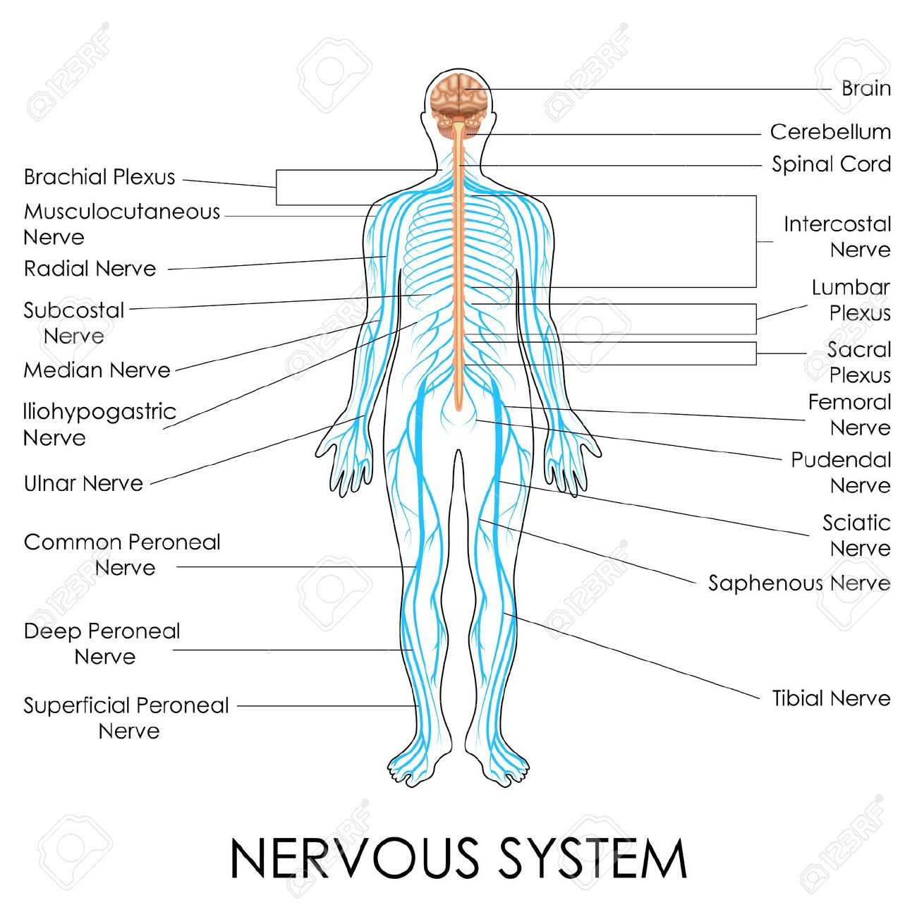 Nervous System Diagram What Two Systems Regulate And Coordinate Body Functions Socratic