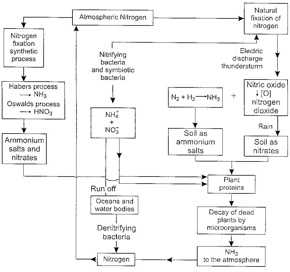Nitrogen Cycle Diagram Explain Nitrogen Cycle Owlgen