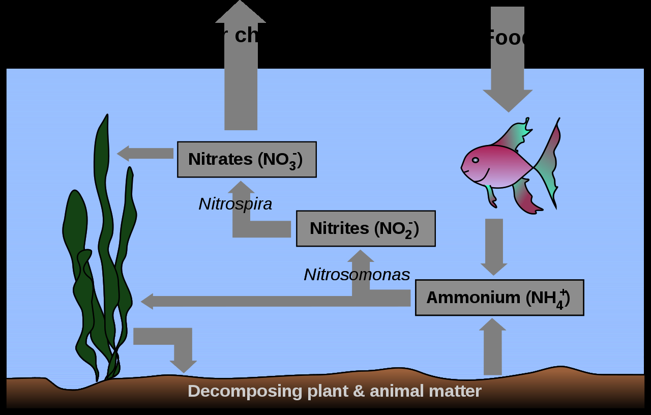 Nitrogen Cycle Diagram Fileaquarium Nitrogen Cyclesvg Wikipedia