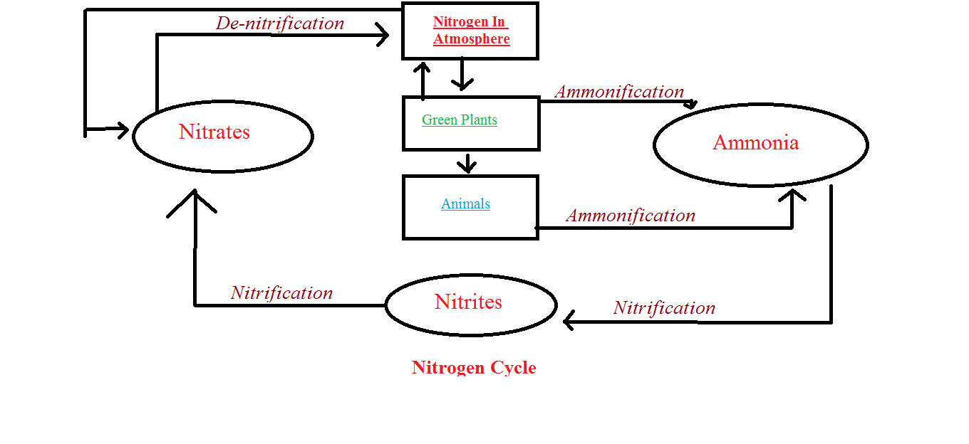 Nitrogen Cycle Diagram How Do You Draw The Nitrogen Cycle Socratic