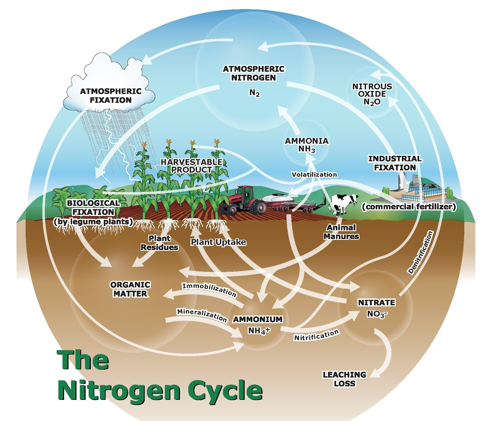 Nitrogen Cycle Diagram How The Nitrogen Cycle Affects Fall N Availability