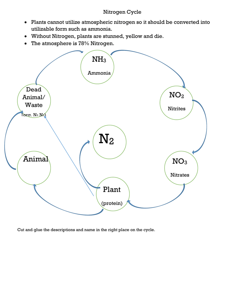 Nitrogen Cycle Diagram Nitrogen Cycle Activity