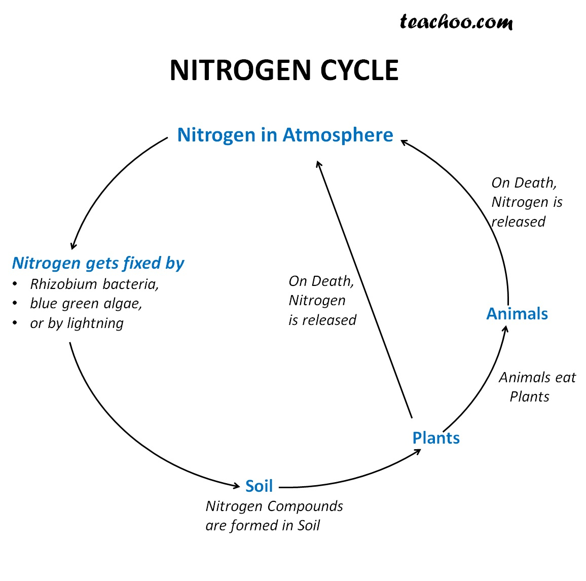 Nitrogen Cycle Diagram Nitrogen Cycle Diagram With Steps Explained Teachoo Concepts