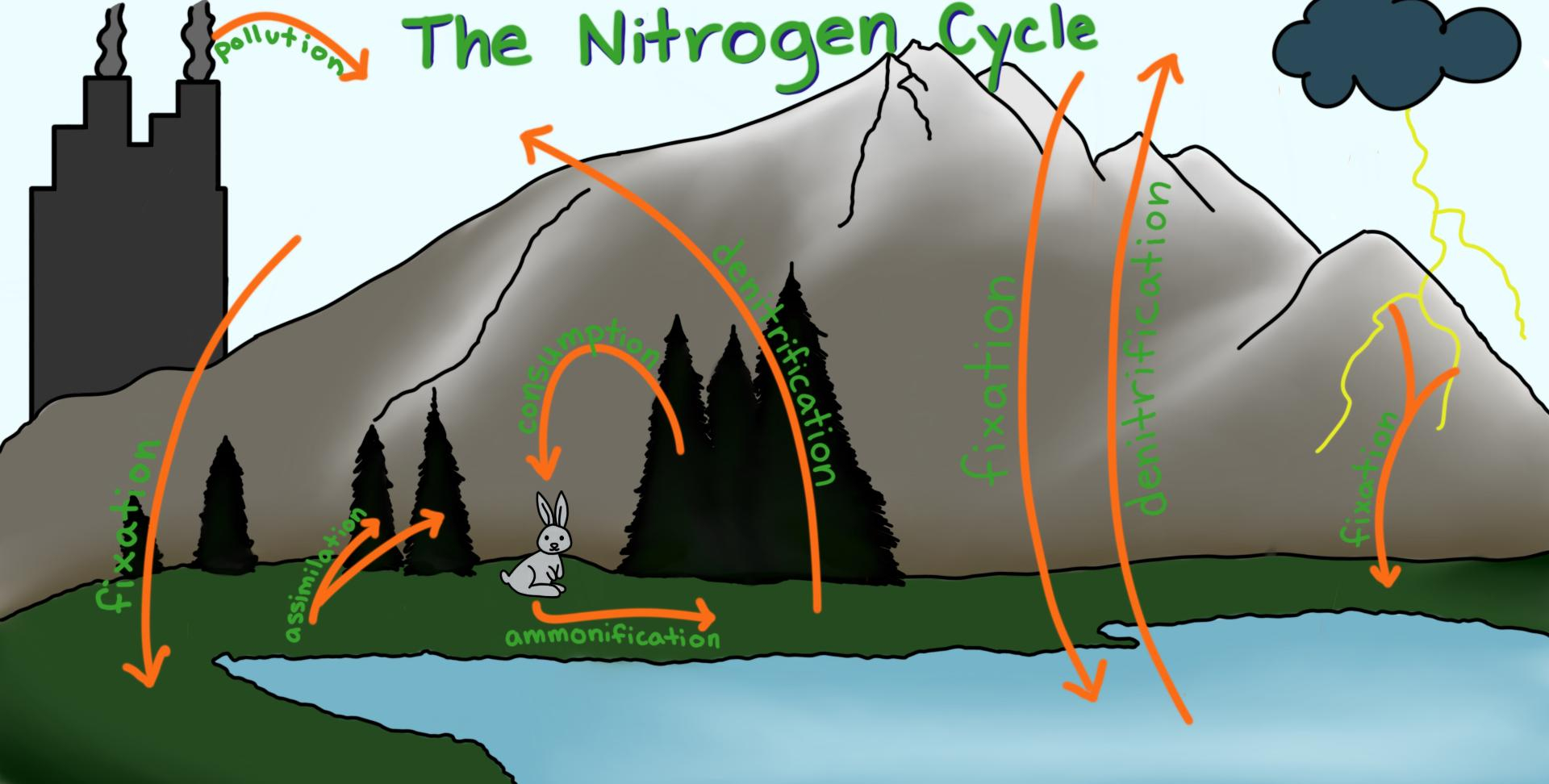 Nitrogen Cycle Diagram Nitrogen Cycle Expii