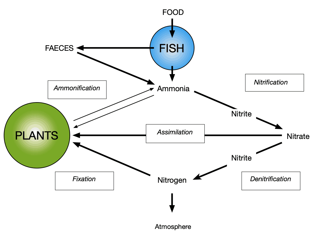 Nitrogen Cycle Diagram Nitrogen Cycle Importance To Fish Keepers Aquapona