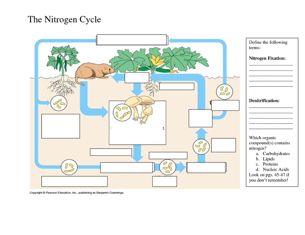 Nitrogen Cycle Diagram Nitrogen Cycle Part 2 Diagram Quizlet