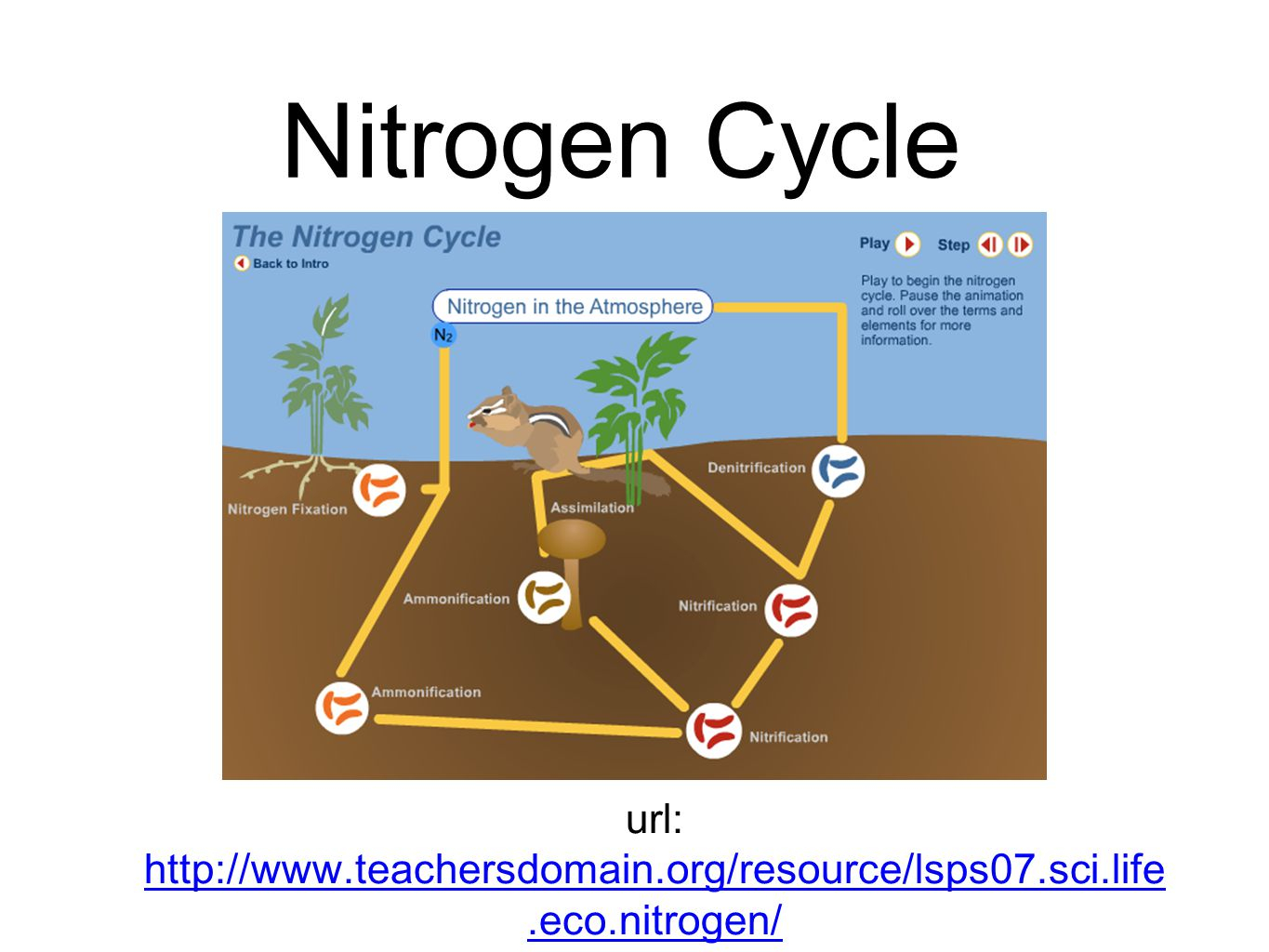 Nitrogen Cycle Diagram Nitrogen Cycle Url Httpwwwteachersdomainresourcelsps07scilifeeconitrogen