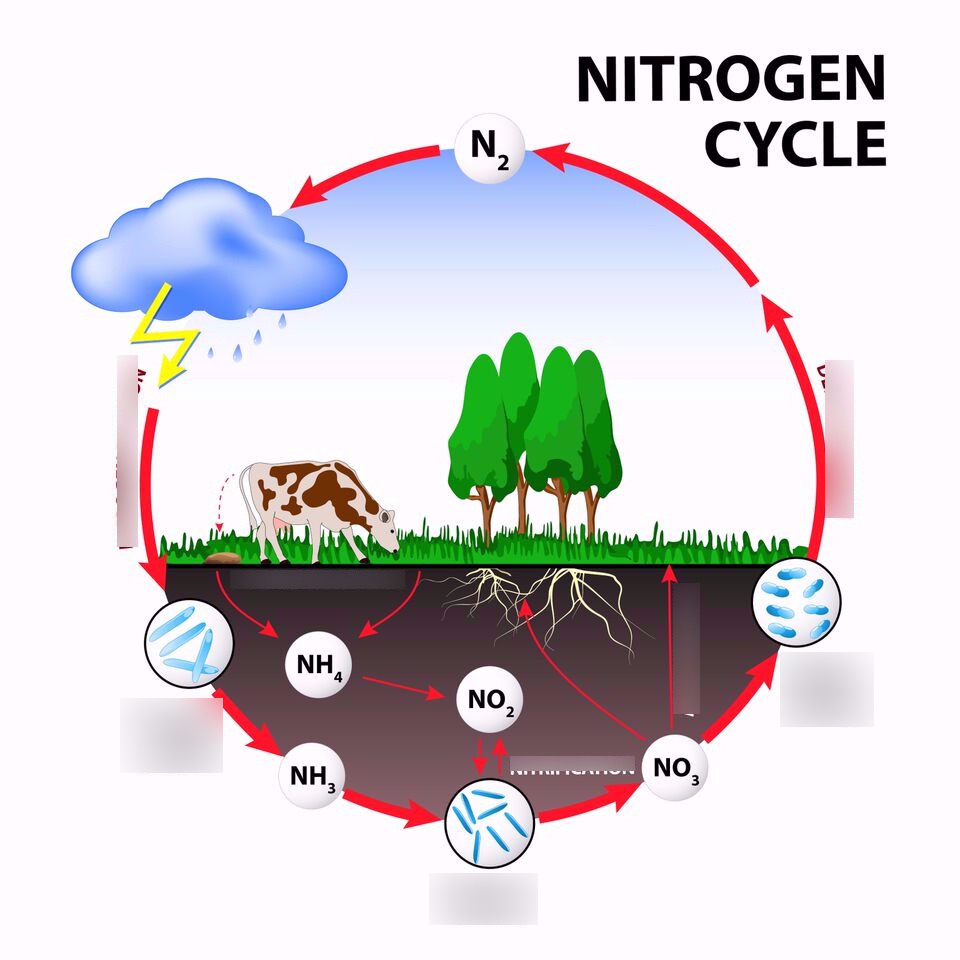 Nitrogen Cycle Diagram Nitrogen Cyclecarbon Cycle Diagram Quizlet