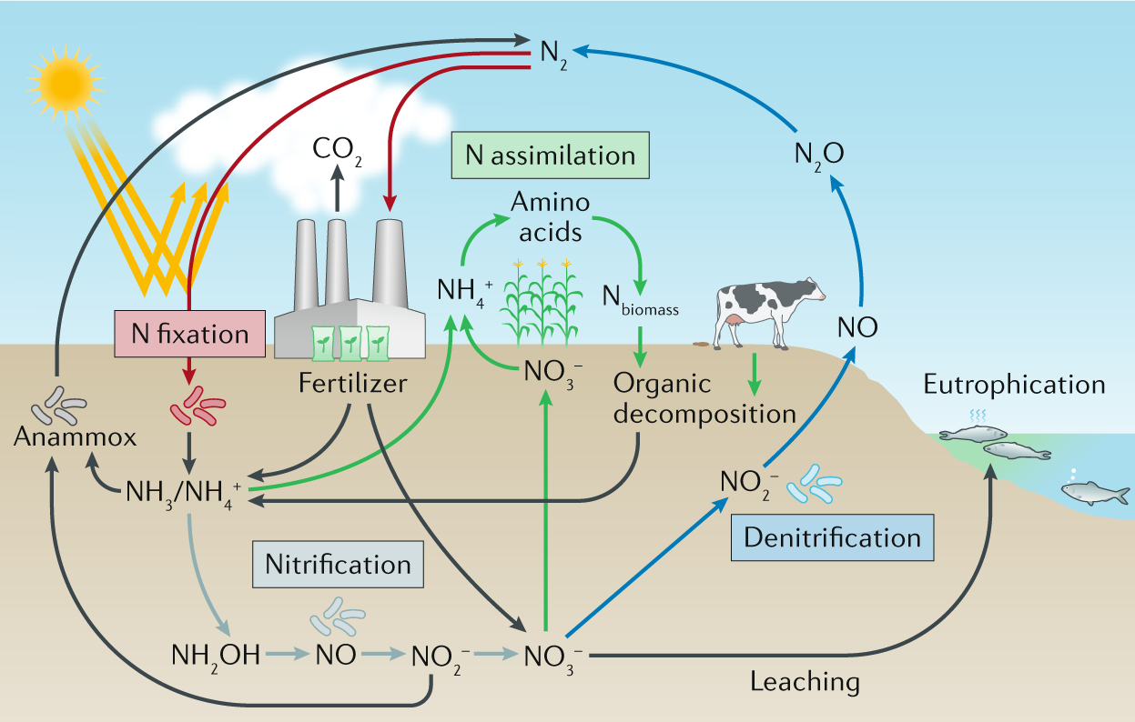 Nitrogen Cycle Diagram Reversing Nitrogen Fixation Nature Reviews Chemistry