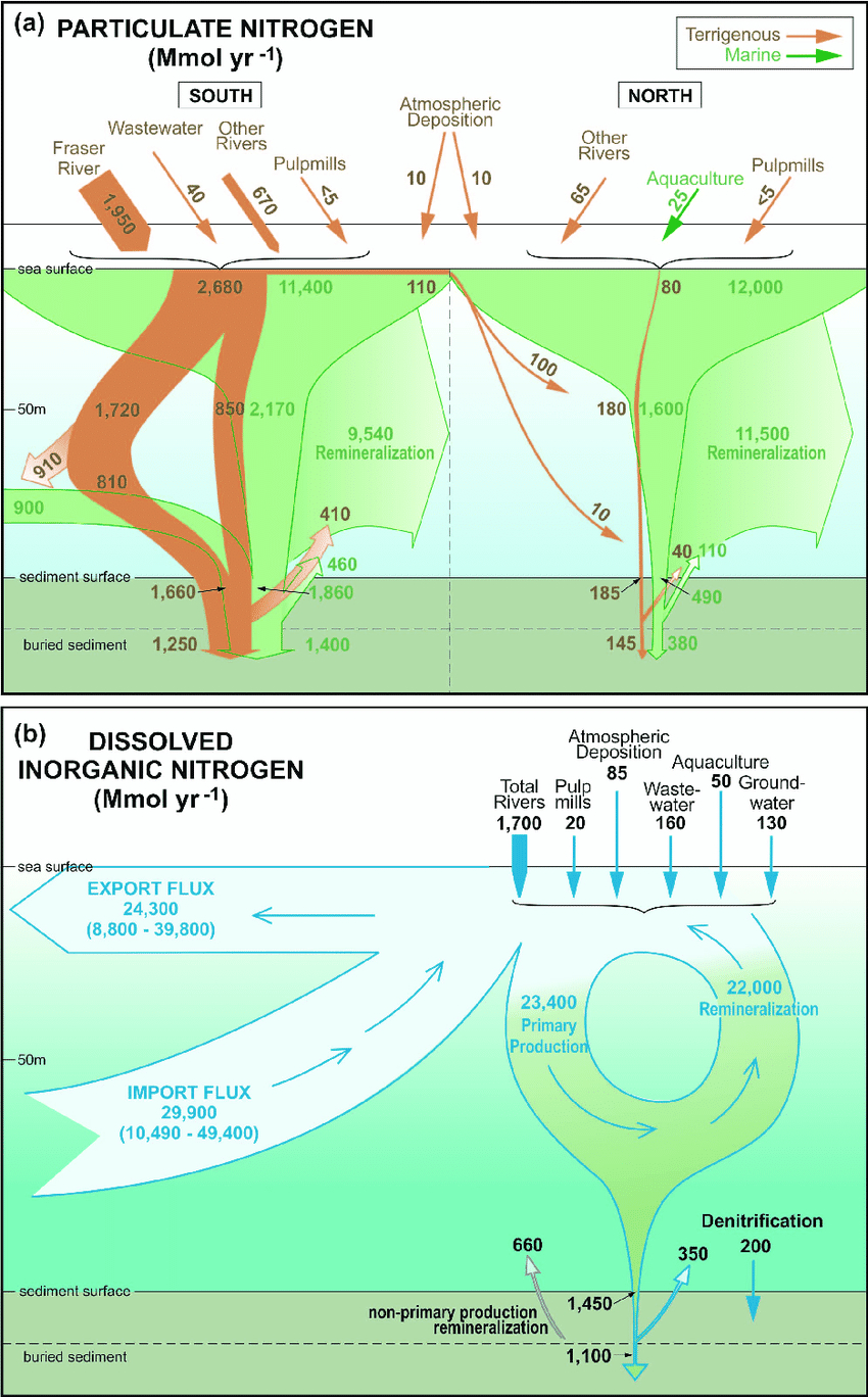 Nitrogen Cycle Diagram Schematic Diagrams Of The Nitrogen Cycle In The Strait Of Georgia
