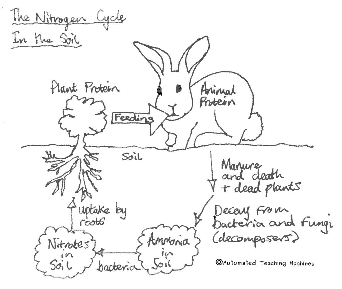 Nitrogen Cycle Diagram The Nitrogen Cycle
